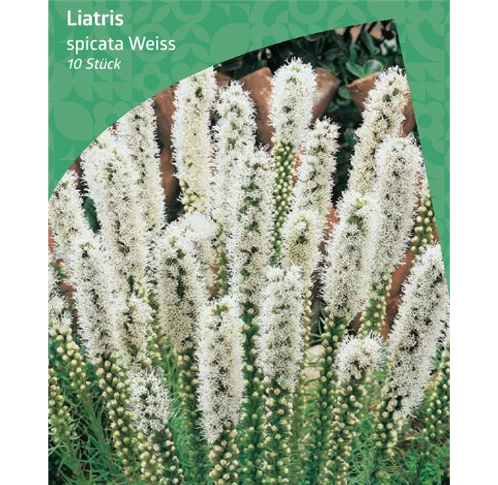 Prachtscharte, weiß