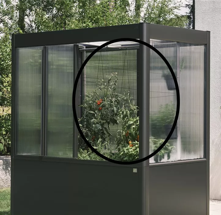 Rankhilfe für Gewächshaus Florentina