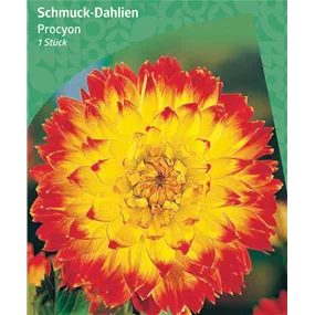 Dahlia Decorative 'Procyon'