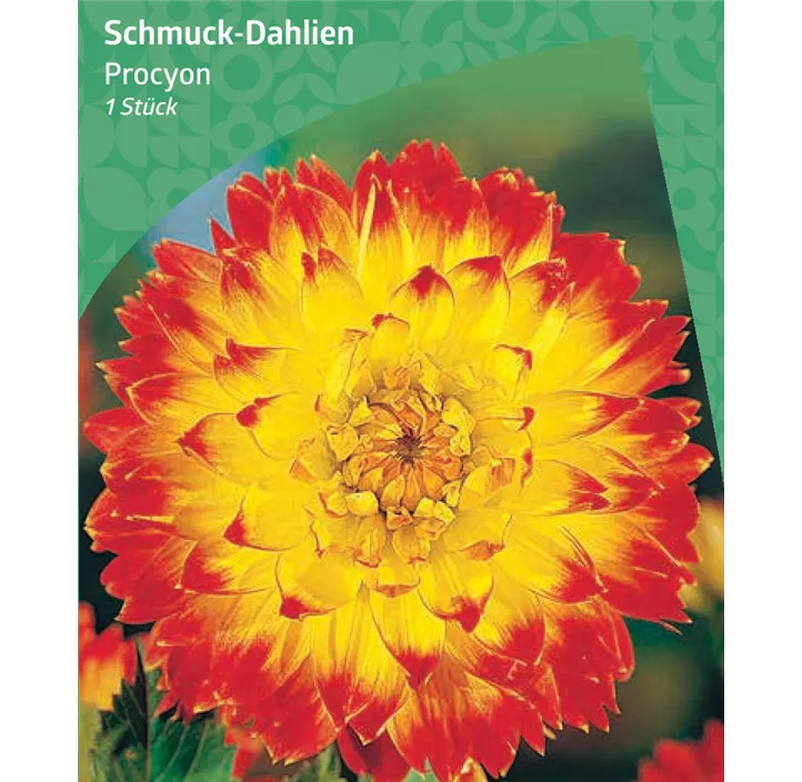 Schmuck-Dahlie 'Procyon'