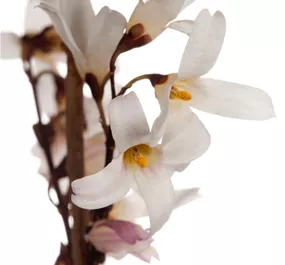 Abeliophyllum distichum