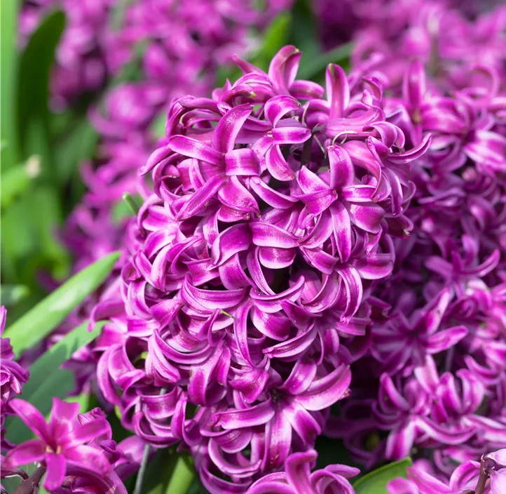 Hyazinthe 'Purple Sensation'
