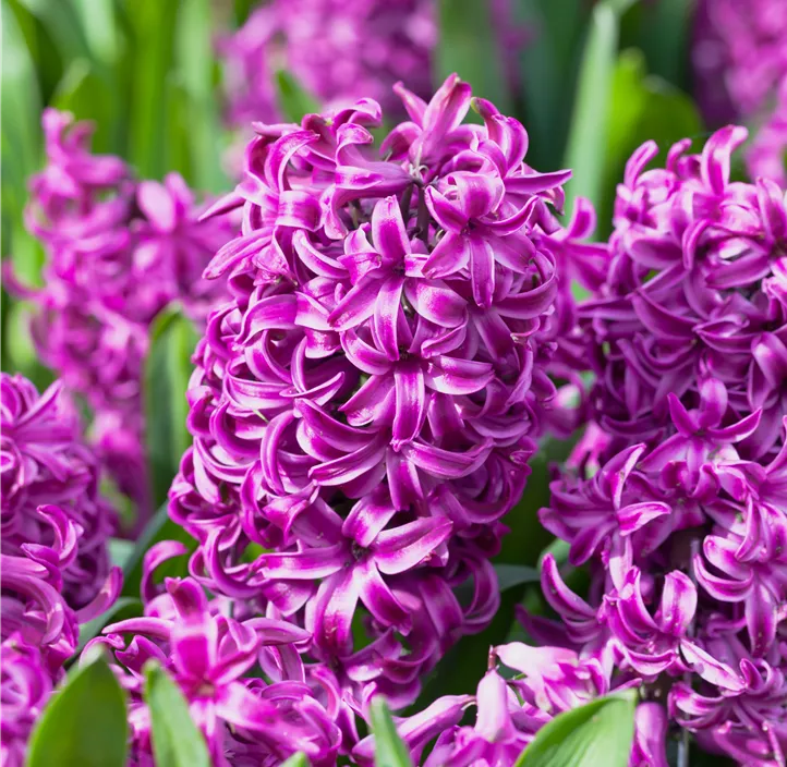 Hyazinthe 'Purple Sensation'