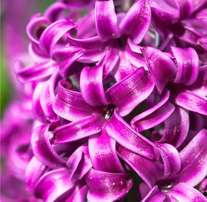 Hyazinthe 'Purple Sensation'