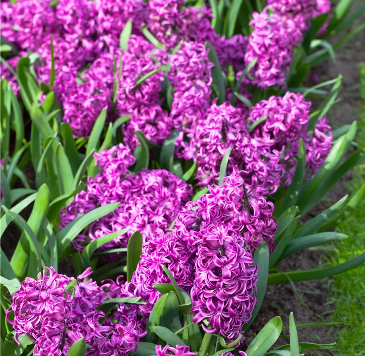 Hyazinthe 'Purple Sensation'