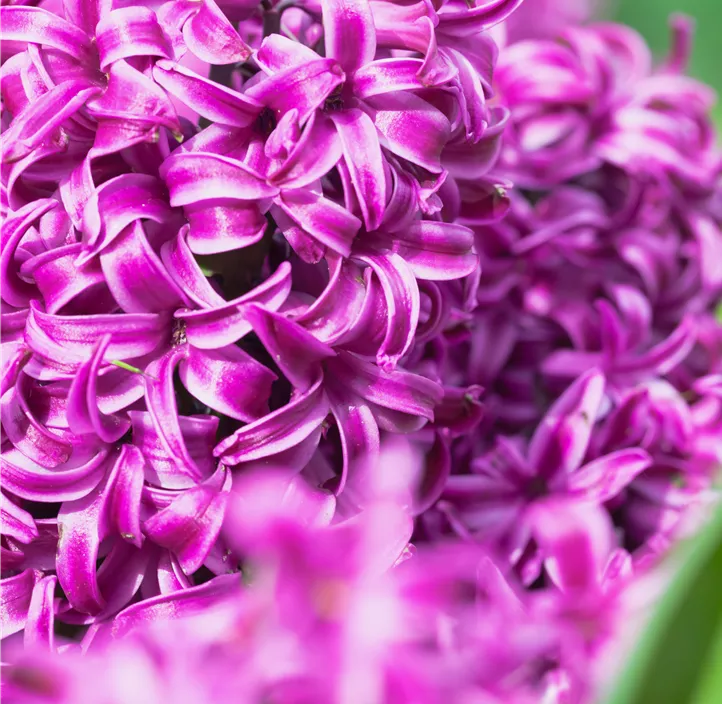 Hyazinthe 'Purple Sensation'