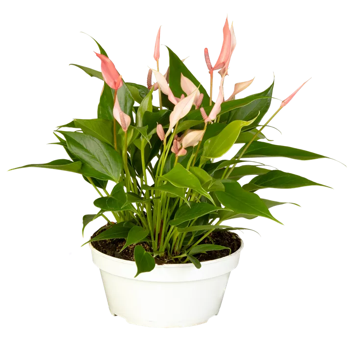 Flamingoblume 'Lilli'