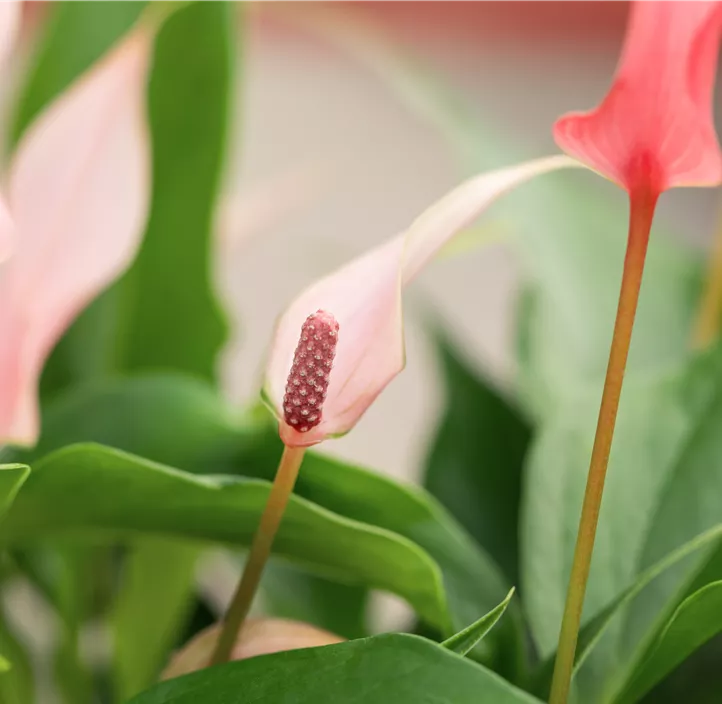 Flamingoblume 'Lilli'