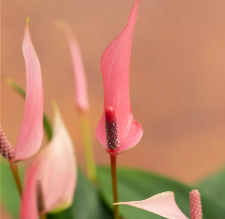 Flamingoblume 'Lilli'