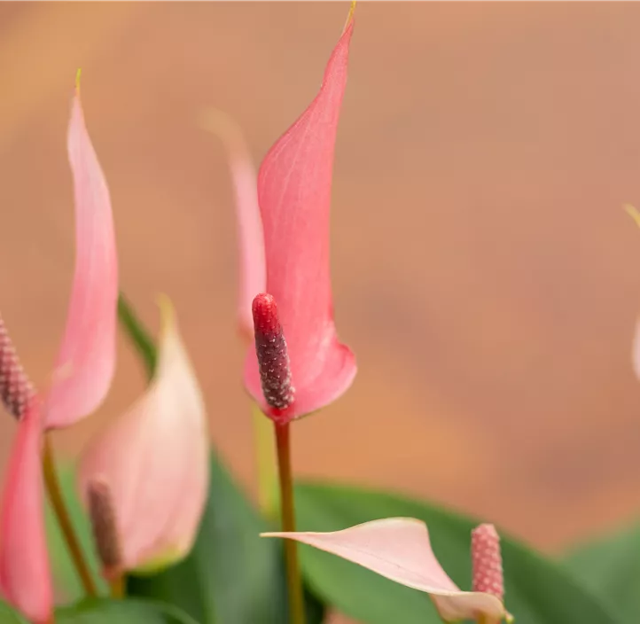 Flamingoblume 'Lilli'