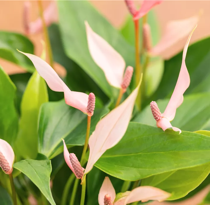 Flamingoblume 'Lilli'