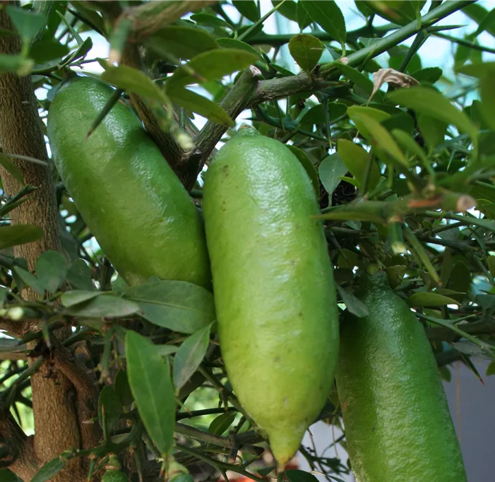 Australische Fingerlimette