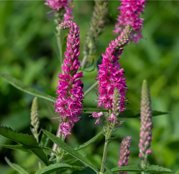 Scheinähriger Garten-Ehrenpreis 'Rosa Zwerg'