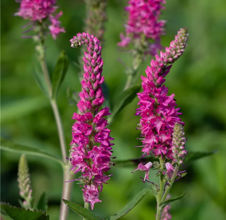 Scheinähriger Garten-Ehrenpreis 'Rosa Zwerg'