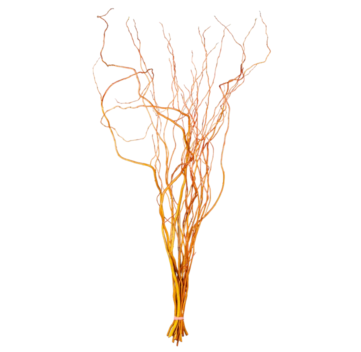 Korkenzieherweide Bund