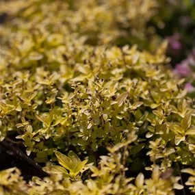 Origanum vulgare