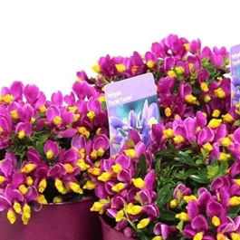 Polygala 'Purple Passion'
