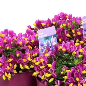 Polygala 'Purple Passion'