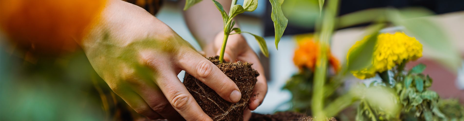 KW 08 - Header LP DODO KW 08 - Header LP DODO