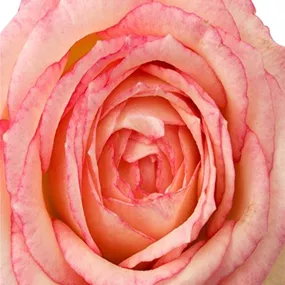 Rosa Danica Carousel