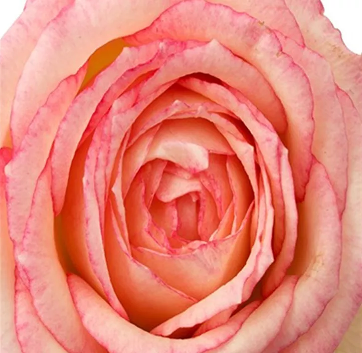 Miniaturrose 'Carousel'