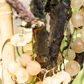 Ribes rubrum Weisse Versailles