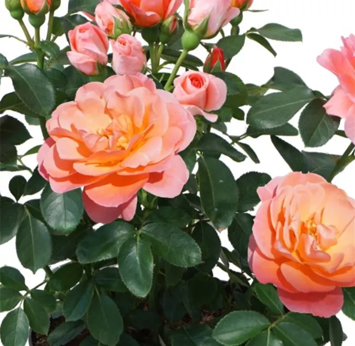 Beetrose 'Sugar Candy Rose'®