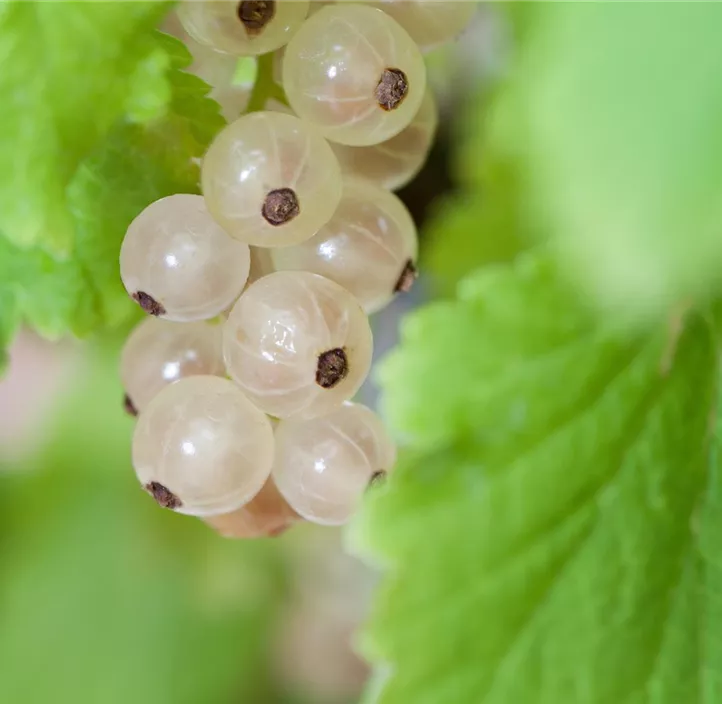 Johannesbeere 'Witte Parel'