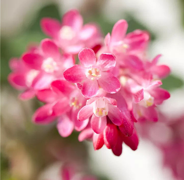 Zier-Johannisbeere 'Amore'®