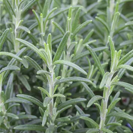 Rosmarinus officinalis blue winter