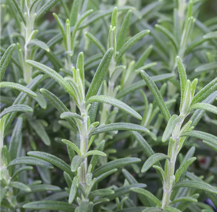 Rosmarin 'Blue Winter'