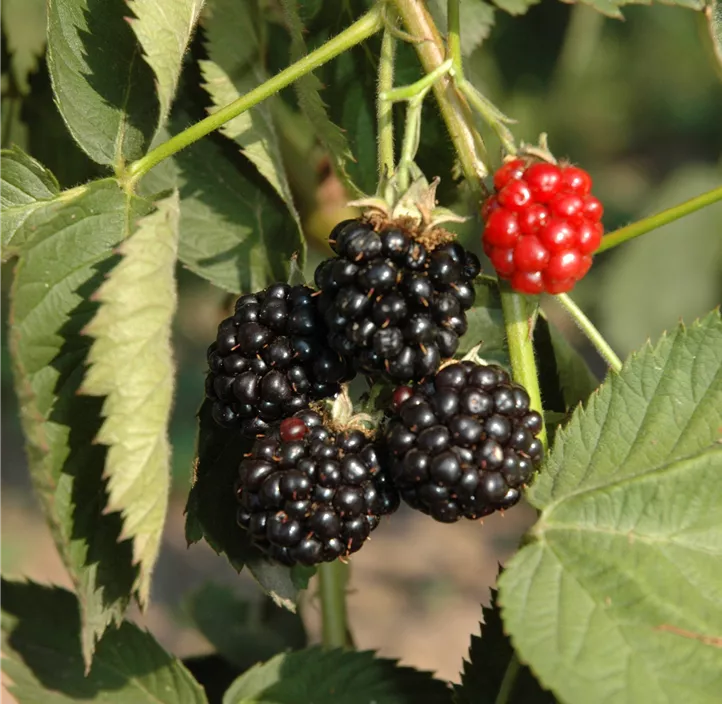 Brombeere 'Black Satin'