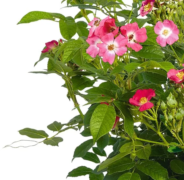 Mini-Gartenrose 'Rosy Boom'®
