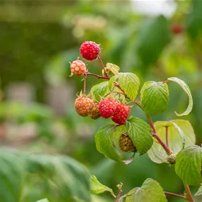 Rubus idaeus Autumn Bliss