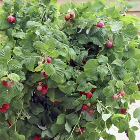 Rubus idaeus Little Sweet Sister