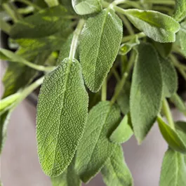 Salvia officinalis