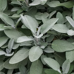 Salvia officinalis Maxima