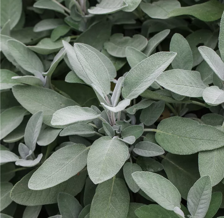 Großblättriger-Salbei 'Maxima'