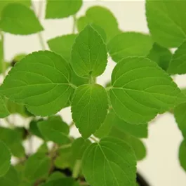 Salvia officinalis, 12 cm Topf