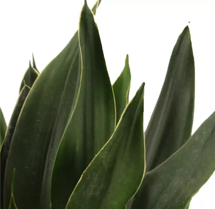 Bogenhanf 'Black Diamond'