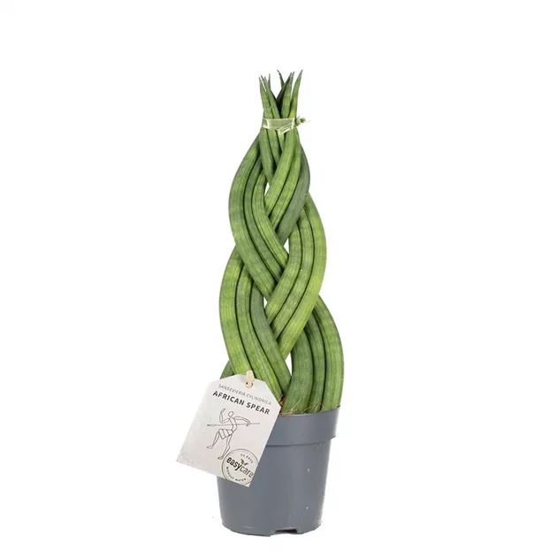 dracaena large Red Edged Dracaena | Dracaena House Plant
