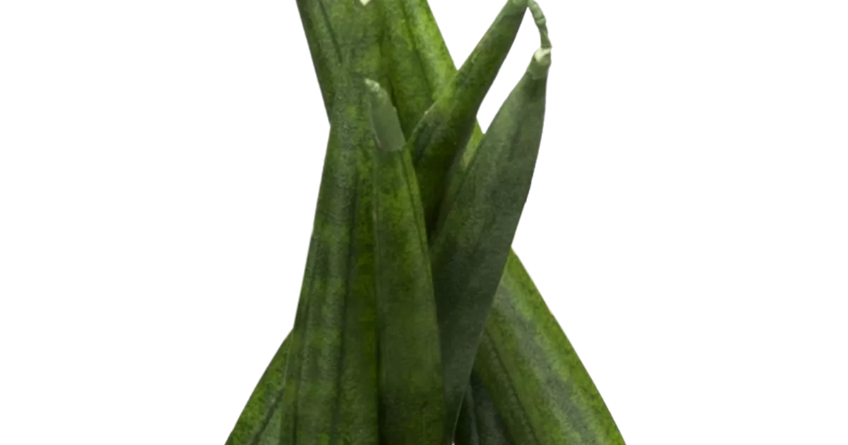 fragrant dracaena Dracaena Art – Fragrance Plants and Flowers main image 0