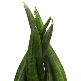 Sansevieria cylindrica Braid