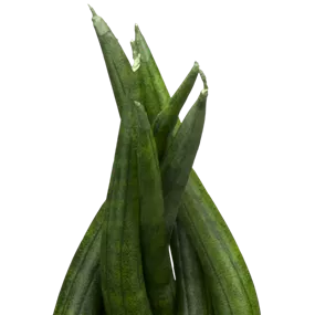 Sansevieria cylindrica Braid