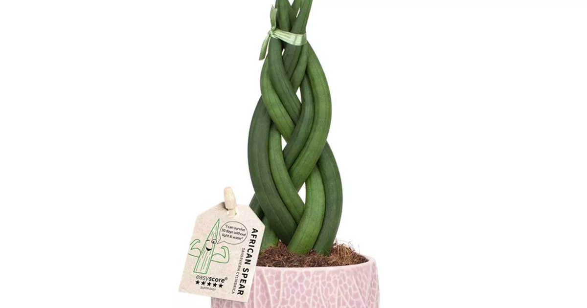 dracaena white stripe pflege Dracaena Warneckii 10