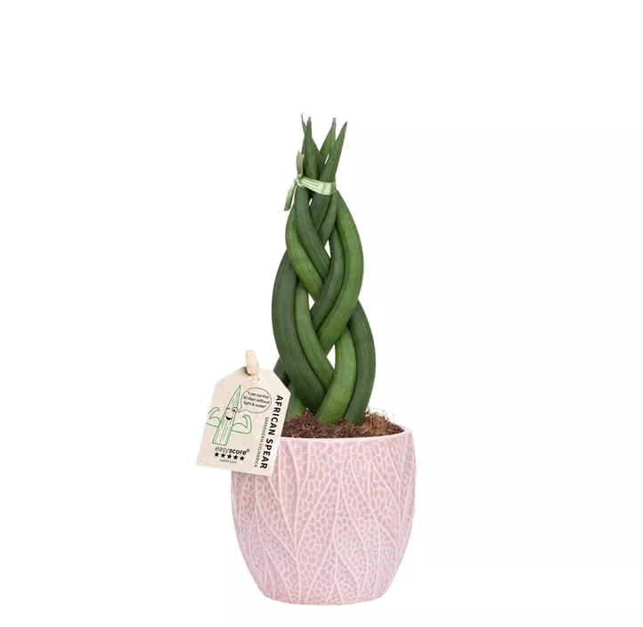 Bogenhanf 'Braid' im Keramiktopf