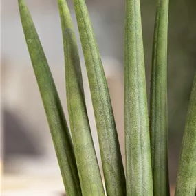 Sansevieria cylindrica Rocket