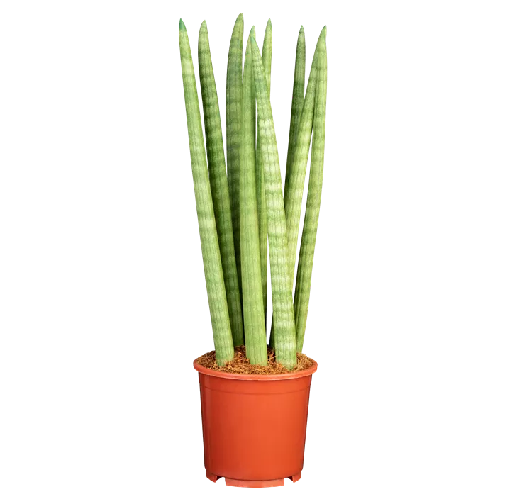 Bogenhanf 'Spaghetti'