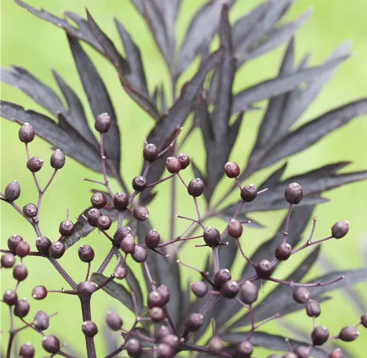 Schwarzer Holunder 'Black Lace'(s) 