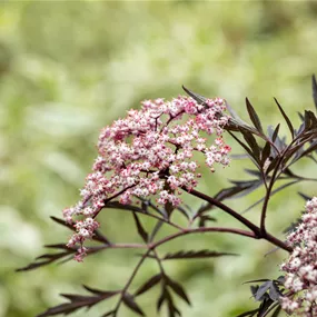 Sambucus nigra 'Black Lace'®